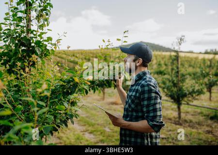 Überwachung der Pflanzengesundheit mit Smart Farming-Technologie. Stockfoto
