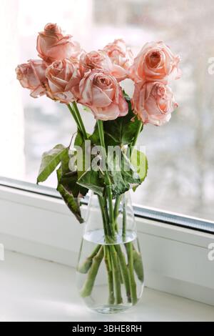 Das Bouquet verwelkter rosa Rosen in transparenter Vase auf der Fensterbank. Ein abgeschlossenes Liebesbeziehungskonzept. Selektiver Fokus. Stockfoto