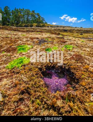 Ein Ochre Sea Star (Pisaster ochraceus) flüchtet bei Ebbe am Malaspina Point auf Gabriola Island in einem winzigen Felsenbecken Stockfoto