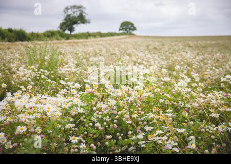 Wildblumenwiese gefüllt mit Ochsenaugen-Gänseblümchen (Leucanthemum vulgare) in Oxfordshire Countryside, Großbritannien Stockfoto