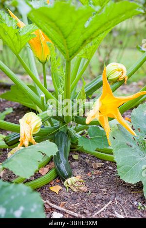 Nahaufnahme einer Zucchini-Pflanze (Cucurbita pepo) mit gelben Blüten, die in einem britischen Garten wachsen. Ideal für den ökologischen Garten- und Gemüseanbau. Stockfoto