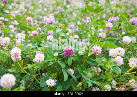 Wildblumenwiese in Oxfordshire, Großbritannien, mit rot-weißem Klee (Trifolium pratense) in Blüte Stockfoto