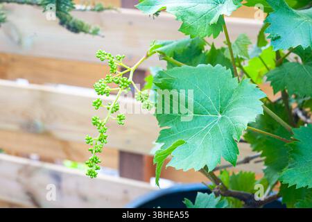 Kleiner unreifer grüner Traubenstrauch auf einem Traubenbaum (Vitis vinifera) Stockfoto