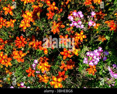 Hintergrund kleiner roter Blüten der Gattung Bidens in einem französischen Garten Stockfoto