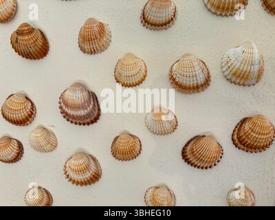 Verschiedene Muscheln, die künstlerisch auf einer sauberen weißen Wand angeordnet sind und ihre natürlichen Formen und Strukturen in hellem Licht hervorheben. Stockfoto