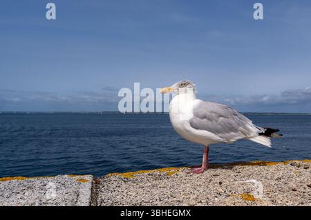 Eine Möwe auf einem Steinpier mit Blick auf das blaue Meer unter klarem Himmel, gefangen an einem hellen Sommertag. Stockfoto