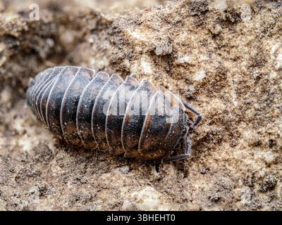 Nahaufnahme von Nosy Pill Holzlausenwanze auf Schmutzoberfläche Stockfoto
