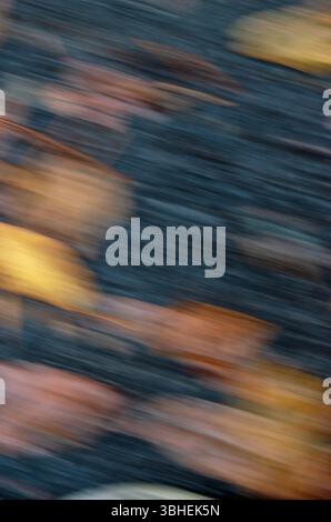 Verschwommener Bewegungshintergrund gemischter Herbstfarben auf Schwarz Stockfoto