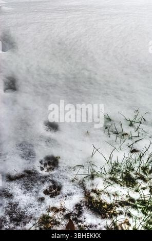 Frische Katzenspuren, die im Schnee auf einem grasbewachsenen Hinterhof wegführen, Stockfoto