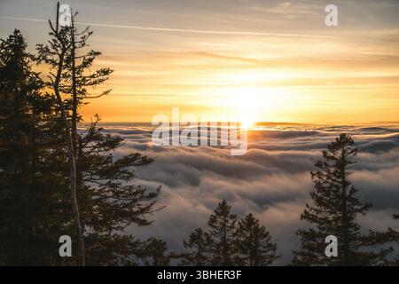 Während die Sonne anmutig über den flauschigen Wolken hinter den hohen Bäumen untergeht, verwandelt sich der Himmel in eine atemberaubende Farbenpracht Stockfoto