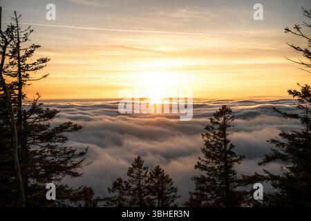 Während die Sonne anmutig über den flauschigen Wolken hinter den hohen Bäumen untergeht, verwandelt sich der Himmel in eine atemberaubende Farbenpracht Stockfoto