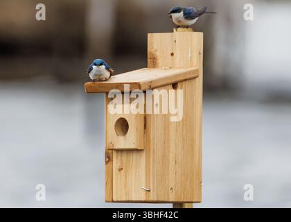 Zwei Baumschwalben sitzen auf einem hölzernen Vogelhaus, eine auf der Oberseite und eine am Eingang, in einer ruhigen, sanften Umgebung im Freien während des Frühjahrs Stockfoto