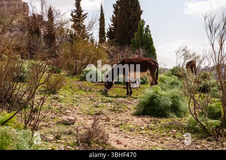 Ein brauner Esel isst Gras auf einem Feld mit einem Zaun im Hintergrund. Die Szene ist ruhig und ruhig, der Esel genießt seine Mahlzeit im Freien Stockfoto