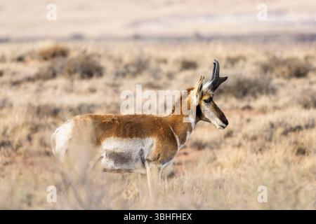 Eine einsame Gabelantilope (Antilocapra americana), die in Arizonas offenem, grasbewachsenem Lebensraum spaziert. Sie sind die schnellsten Landsäugetiere in Nordamerika. Stockfoto