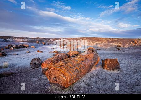 Im Petrified Forest National Park sind Bäume, die durch Mineralien, Wasser und Zeit (bis zu Hunderten Millionen von Jahren) in Stein verwandelt wurden, umgeben. Stockfoto