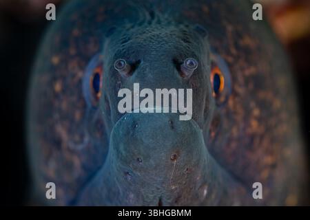 Ein Gelbmarger Muränen, Gymnothorax flavimarginatus, ist ein Raubtier an einem Korallenriff in Raja Ampat, Indonesien. Es handelt sich um eine weit verbreitete Aalart. Stockfoto