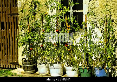 Tomatenpflanzen in Töpfen, Chiemgau, Bayern Deutschland Stockfoto