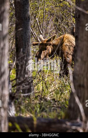 Elche durch die Bäume von Potter Marsh an einem sonnigen Frühlingstag in Anchorage, Alaska. Stockfoto