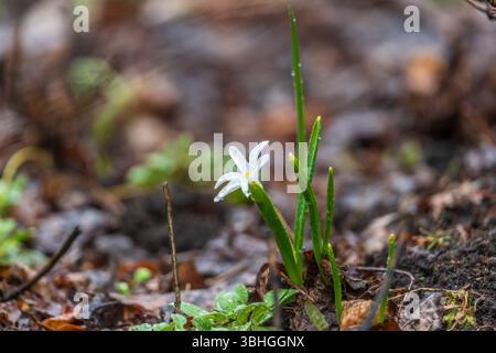 Das Feld weißer Scilla luciliae-Blüten mit grünen Stielen. Blüten in voller Blüte. Wiesenlandschaft mit blühenden Pflanzen. Stockfoto