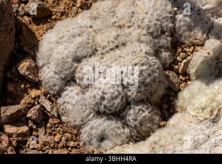 Nahaufnahme des Epithelantha micromeris-Kaktus, einer Gruppe flauschiger weißer Kakteen, gedeiht auf felsigem Boden in einer sonnendurchfluteten Wüstenlandschaft, in einer trockenen Umgebung Stockfoto