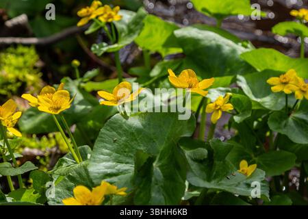 Leuchtend gelbe Sumpfblumen blühen in einem üppigen Feuchtgebiet, umgeben von grünen Blättern und reflektierendem Sonnenlicht an einem ruhigen Frühlingstag. Stockfoto
