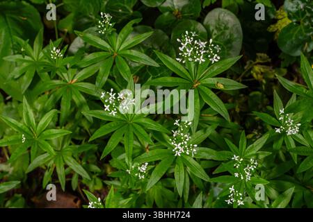 Sweet Woodruff blüht in einem schattigen Waldgebiet mit zarten weißen Blüten und leuchtend grünen Blättern während des ruhigen Frühlings. Stockfoto