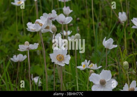 Schneeglöckchenanemonen blühen in üppigen Wäldern mit großen weißen Blütenblättern und weichen gelben Mittelpunkten in sanfter Frühlingssonne und schaffen eine ruhige Atmosphäre Stockfoto