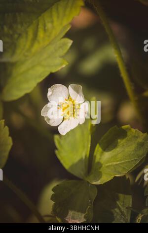 Erdbeerblüten mit grünen Blättern. Nahaufnahme, unscharfer Hintergrund. Sonniger Maitag. Stockfoto