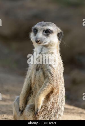 Porträt eines Erdmännchens. Tier in Nahaufnahme. Suricata suricatta. Stockfoto