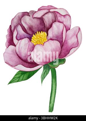 Rosa Gartenblumen isoliert auf weißem Hintergrund, Aquarellillustration. Pinkfarbener Blumenstrauß, burgunderrote Pfingstrosen. Lilafarbener Hortensien, Rahmen Stockfoto
