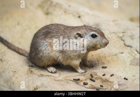 Porträt einer fetten Sandratte, Psammomys obesus. Nahaufnahme von Nagetieren. Gerbil. Stockfoto