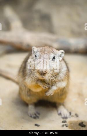 Porträt einer fetten Sandratte, Psammomys obesus. Nahaufnahme von Nagetieren. Gerbil. Stockfoto