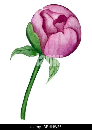 Rosa Gartenblumen isoliert auf weißem Hintergrund, Aquarellillustration. Pinkfarbener Blumenstrauß, burgunderrote Pfingstrosen. Lilafarbener Hortensien, Rahmen Stockfoto