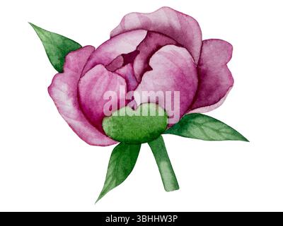 Rosa Gartenblumen isoliert auf weißem Hintergrund, Aquarellillustration. Pinkfarbener Blumenstrauß, burgunderrote Pfingstrosen. Lilafarbener Hortensien, Rahmen Stockfoto