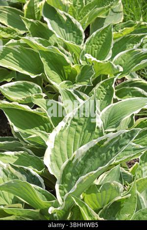 Grüne Hosta-Blätter. Hintergrund für die Konstruktion. Ökologie und Natur. Stockfoto