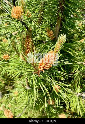 Tannenzweige mit jungen Triebe und Kegeln im hellen sonnigen botanischen Garten, Wald. Hochwertige Fotos Stockfoto