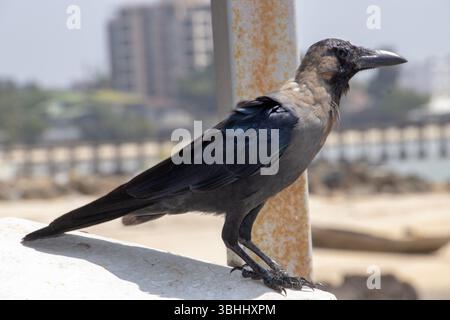 Eine Indische Hauskrähe. Diese intelligenten Korviden wurden vor Jahrhunderten von Händlern an die ostafrikanische Küste eingeführt und breiten sich jetzt im Landesinneren aus Stockfoto