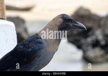 Porträt einer indischen Hauskrähe. Diese intelligenten Korviden wurden vor Jahrhunderten von Händlern an die ostafrikanische Küste eingeführt und verbreiten sich Stockfoto