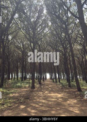 Der Weg führt in einen Wald von hohen grünen Bäumen, in dem die Sonne durch ihre Gipfel eindringt Stockfoto