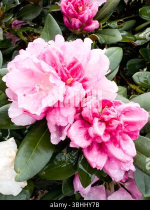 Nahaufnahme von Azalea-Blüten. Stockfoto