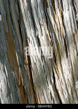 Nahtexturen des Hintergrunds der Secuoya-Baumrinde Stockfoto