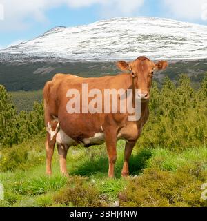 Braune Milchkuh auf winterlichem Feld, Schnee auf Hügeln Stockfoto