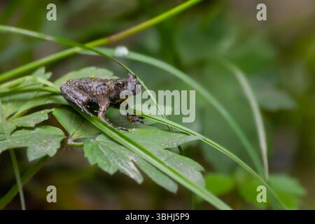 Eine Gelbbauchkröte sitzt auf einem Blatt in einem üppig grünen Wald Stockfoto