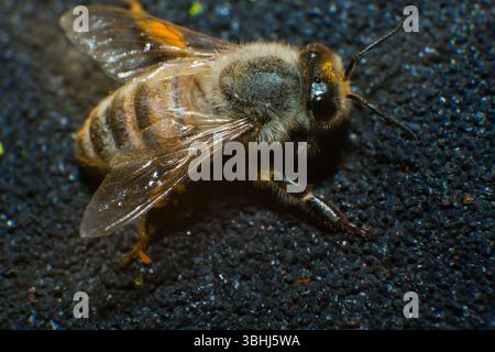 Eine Biene sitzt auf schwarzem Asphalt, Nahaufnahme. Stockfoto