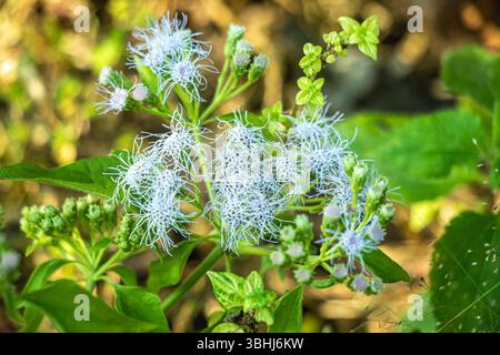 Mikania micrantha, dichtes hellgrünes Laub mit winzigen Blütensträuchern, wahrscheinlich eine schnell wachsende Rebe, die in sanftem Tageslicht gedeiht Stockfoto