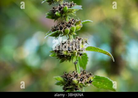 Pyramidal Bugle oder Pyramidal Bugleweed oder auch bekannt als Ajuga pyramidalis, ist eine krautige Staude mit geringer Wuchsgewohnheit, die zur Familie der Lamiaceae gehört Stockfoto