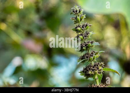 Ajuga pyramidalis, auch Pyramidal Bugle oder Pyramid Bugleweed genannt, ist eine niedrig wachsende, krautige Staude aus der Familie der Lamiaceae Stockfoto