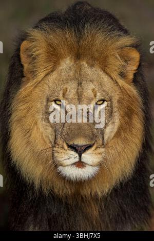 Nahaufnahme eines majestätischen männlichen Löwen (Panthera leo), der durch das üppige Buschland in der Nähe von Gqeberha, Ostkap, Südafrika blickt. Perfekt für Wildtiere, Safari, Stockfoto