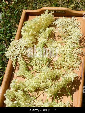 Marktoberdorf, Deutschland. Juni 2025. Holunderblüten wurden am 9. Juni 2025 in Marktoberdorf zum Trocknen für Holunderblütentee oder Holunderblütensirup aufgelegt. Fotograf: ddp Images/STAR-Images Credit: ddp Media GmbH/Alamy Live News Stockfoto