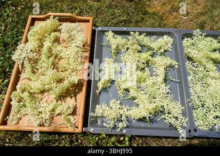 Marktoberdorf, Deutschland. Juni 2025. Holunderblüten wurden am 9. Juni 2025 in Marktoberdorf zum Trocknen für Holunderblütentee oder Holunderblütensirup aufgelegt. Fotograf: ddp Images/STAR-Images Credit: ddp Media GmbH/Alamy Live News Stockfoto